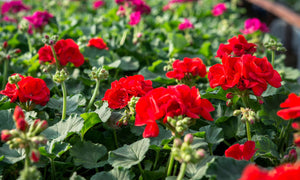 Gorgeous Geranium: The Gifted Properties of Geranium Essential Oil