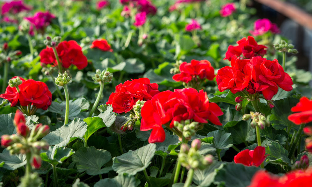 Gorgeous Geranium: The Gifted Properties of Geranium Essential Oil