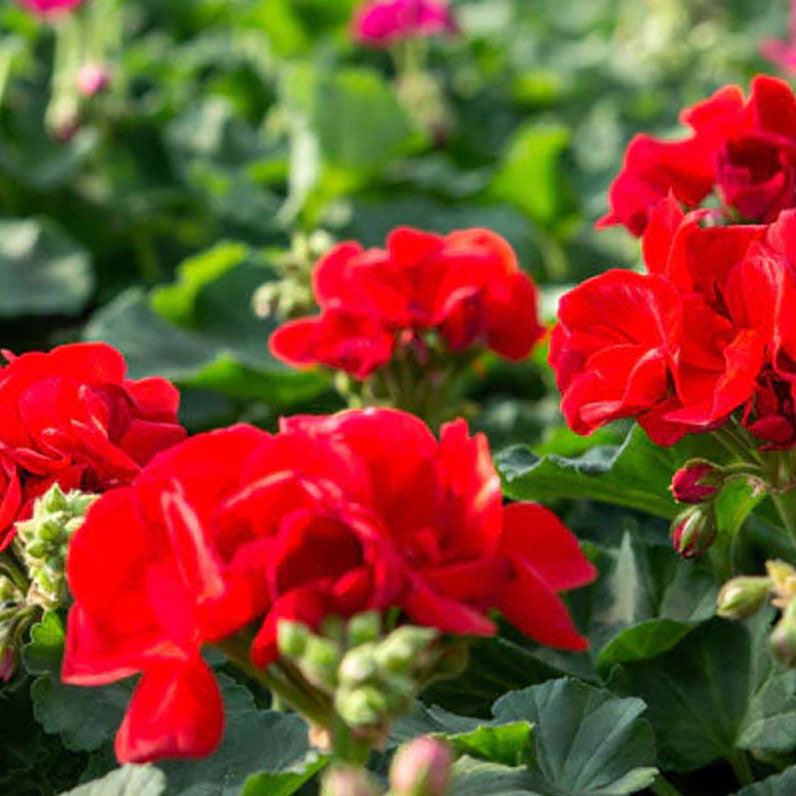 picture of red geranium flowers and green foliage