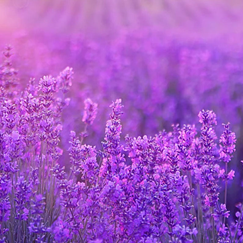 image of a field of lavender with vibrant purple flowers