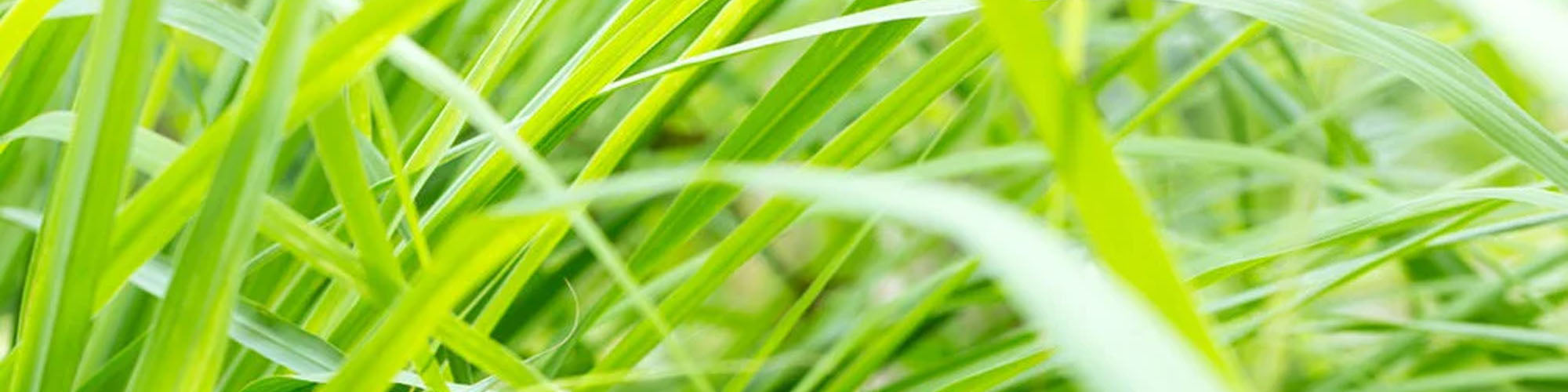 Lift Your Life With Lemongrass
