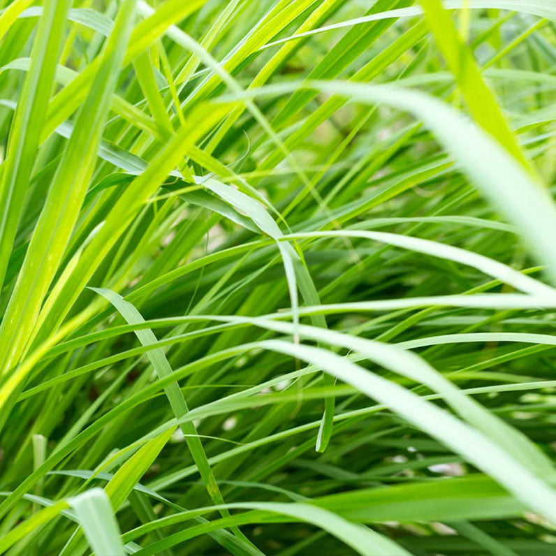 close up image of lemongrass leaves
