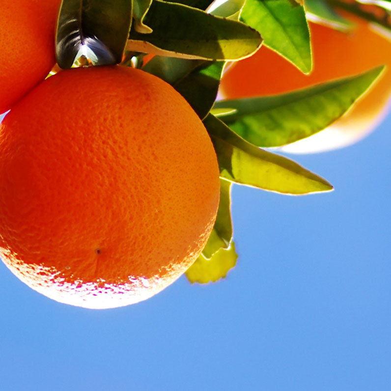 picture of oranges on a branch with green leaves and blue sky