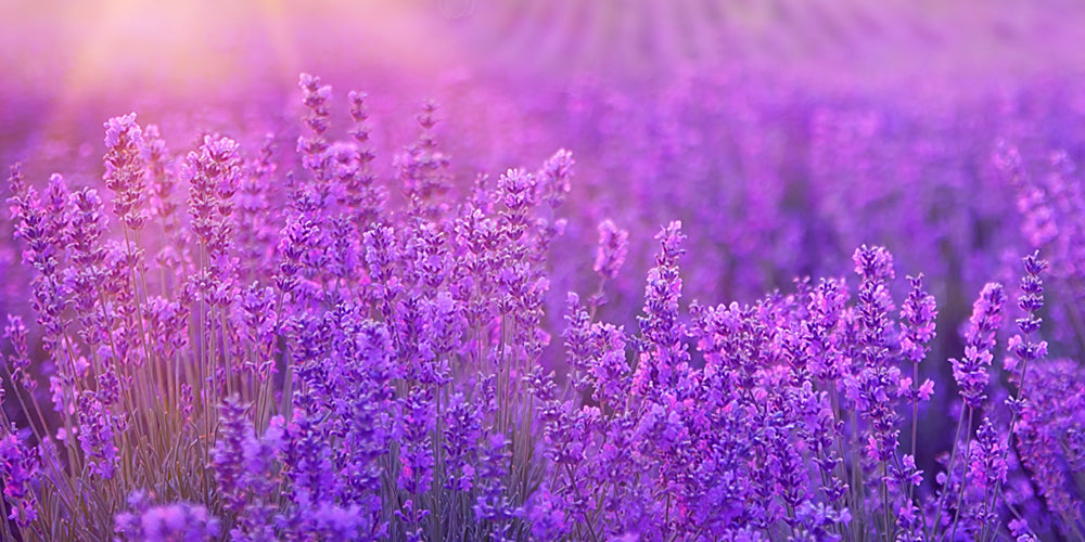 Love Lavender