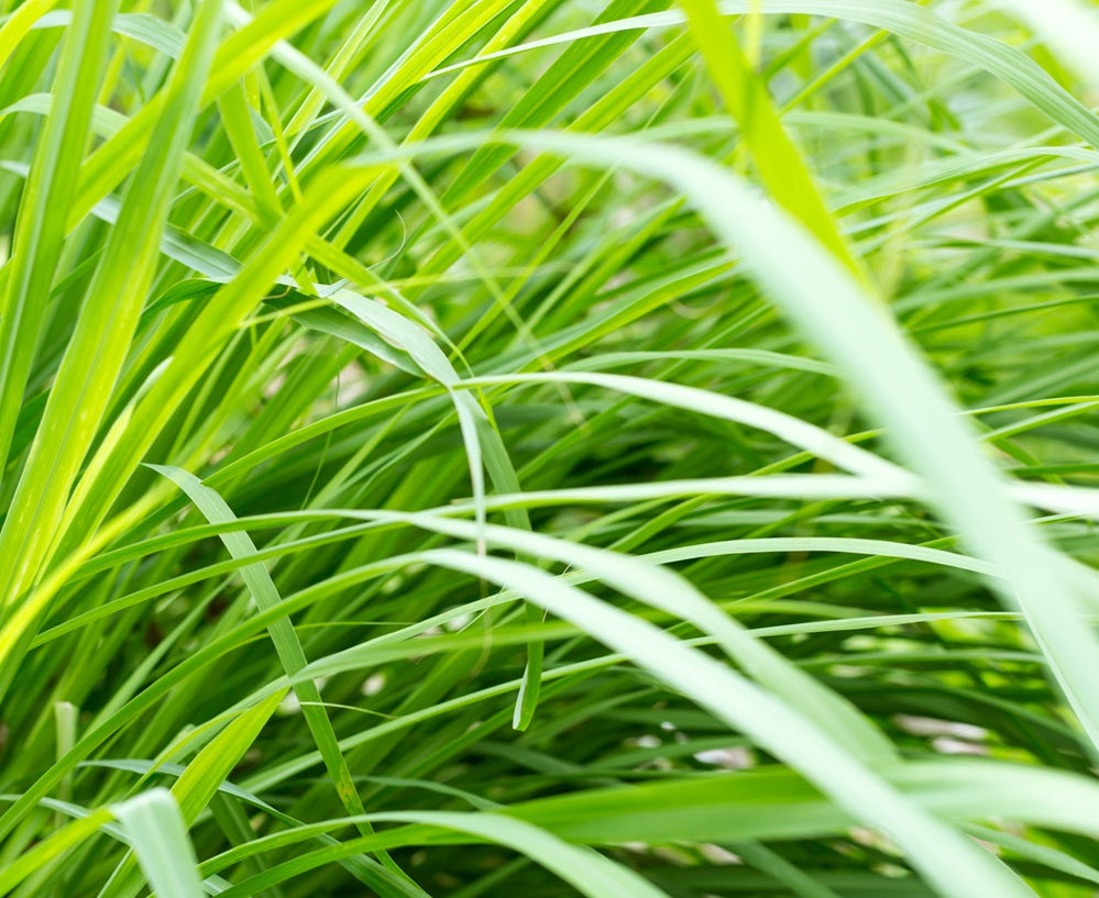 Lift Your Life With Lemongrass