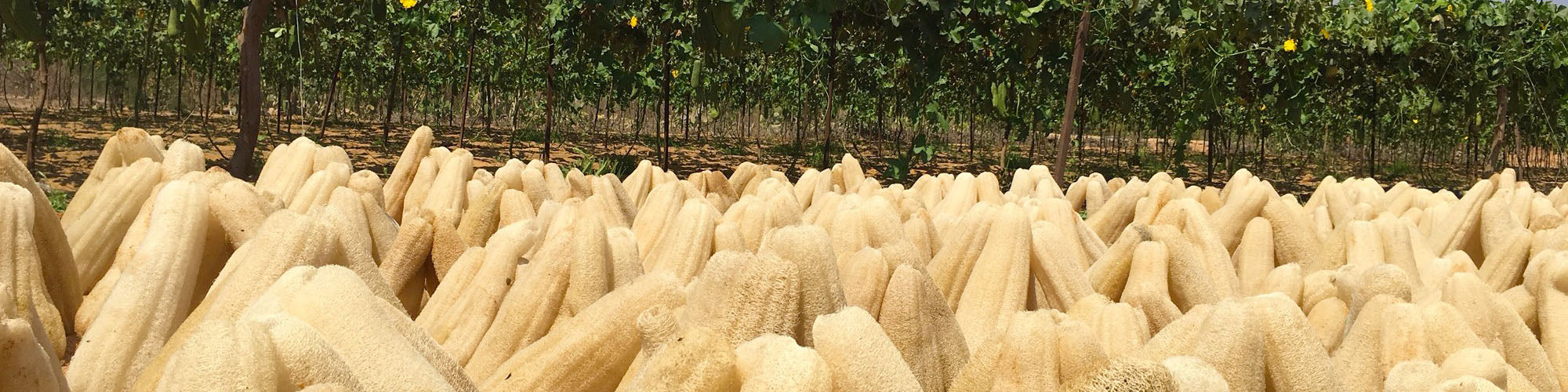 pile of harvested loofah gourds ready to make LoofCo products