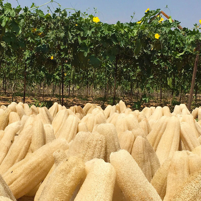 pile of harvested loofah gourds ready to make LoofCo products