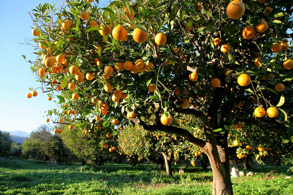 Orange Oil is a Natural Born Cleaner