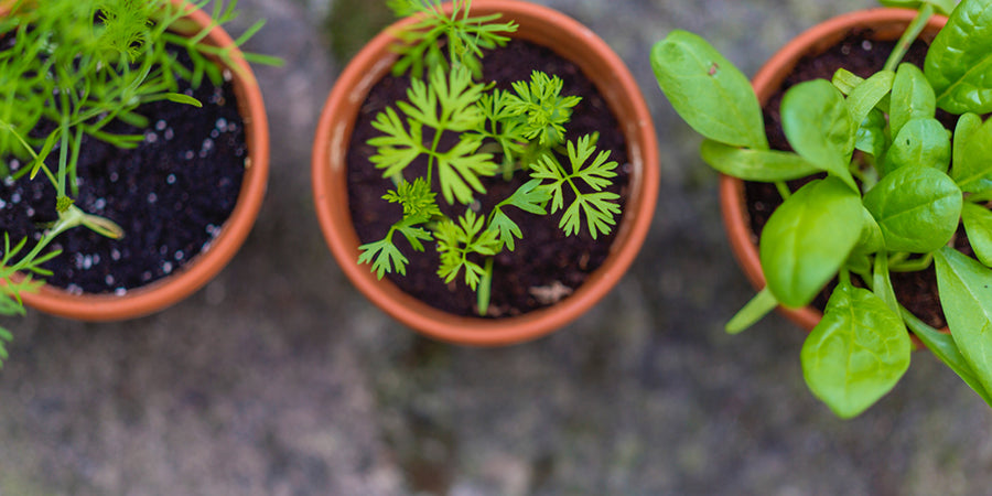 Reduce your plastic waste by growing your own vegetables