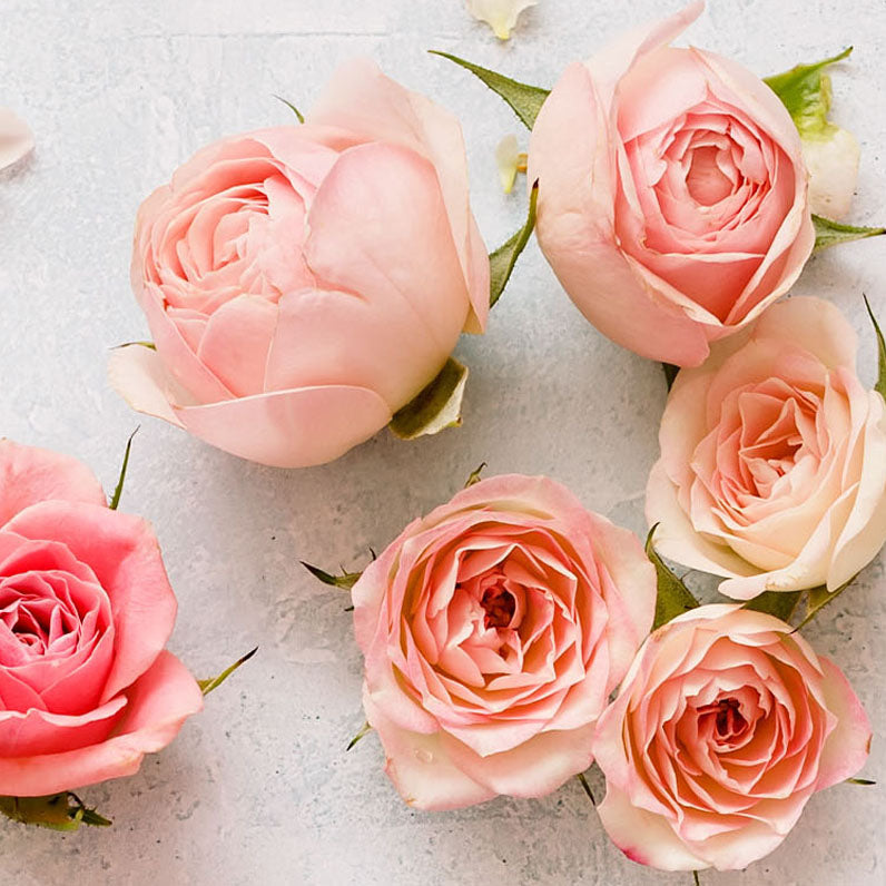 Pink roses on a white background