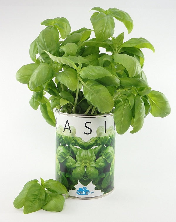 Basil in a tin - repurpose kitchen rubbish