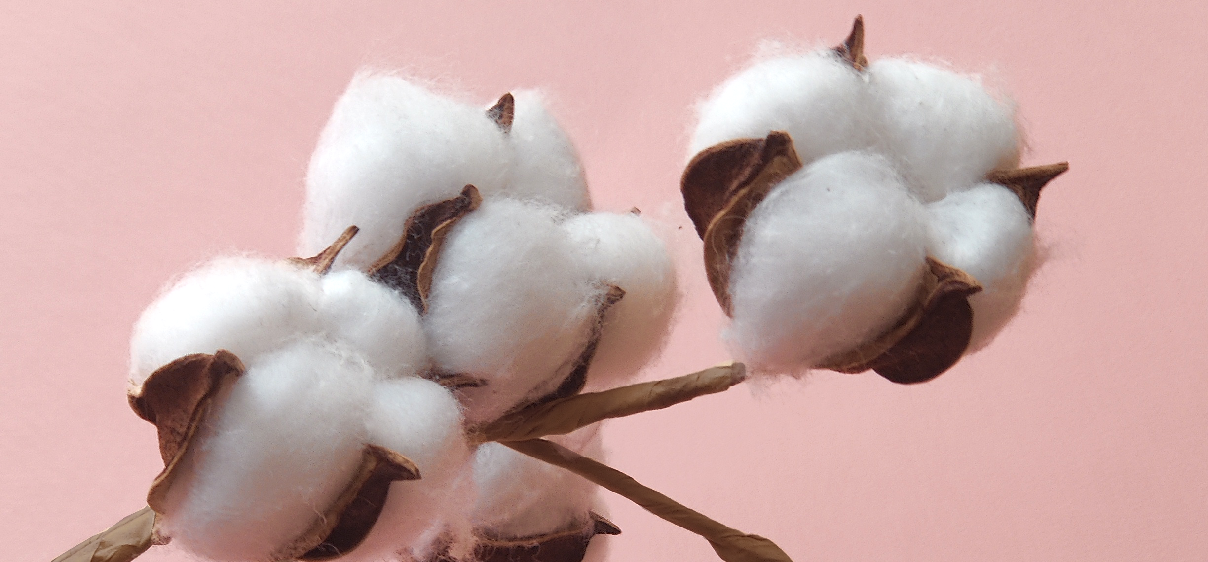 cotton blossom on pink background