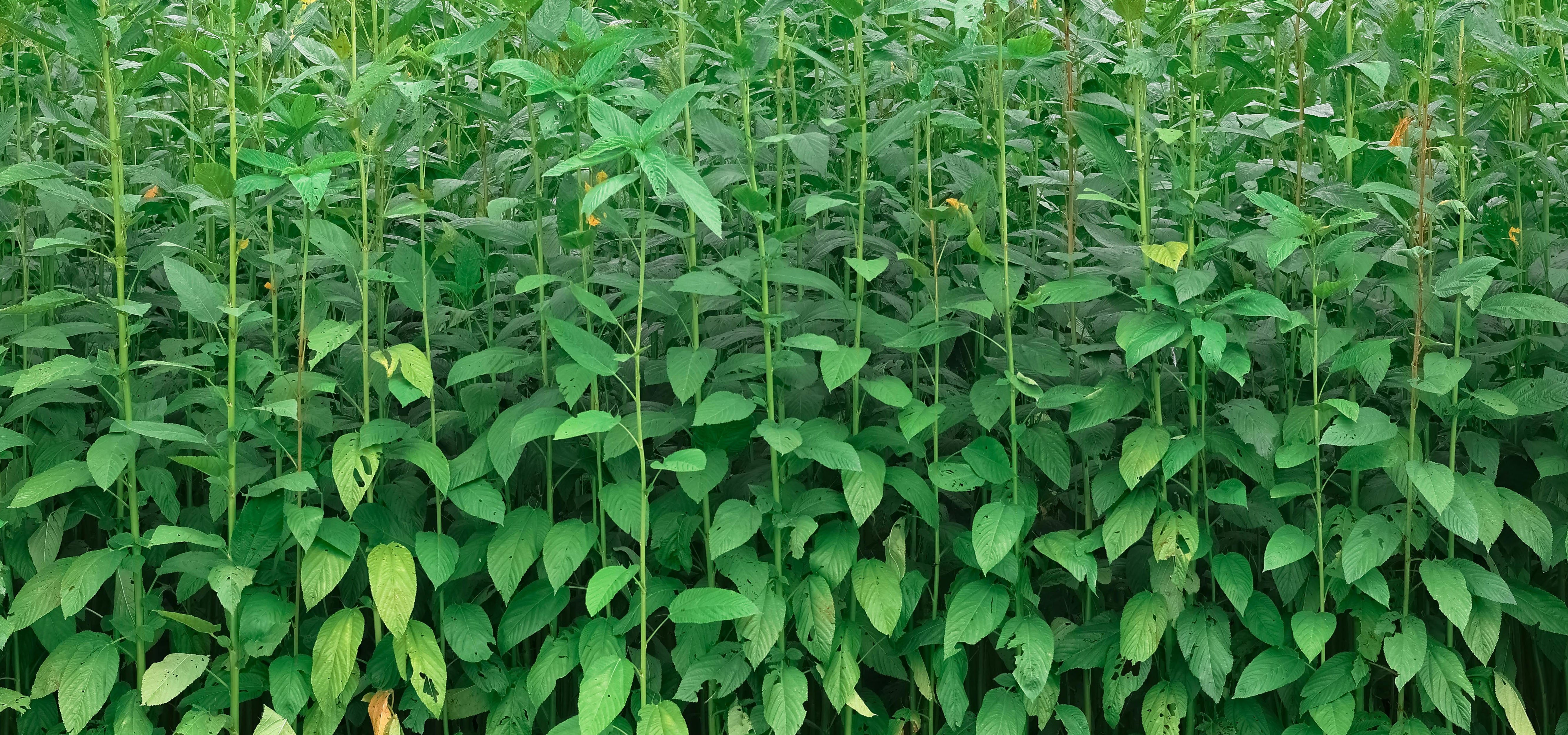 jute plant 