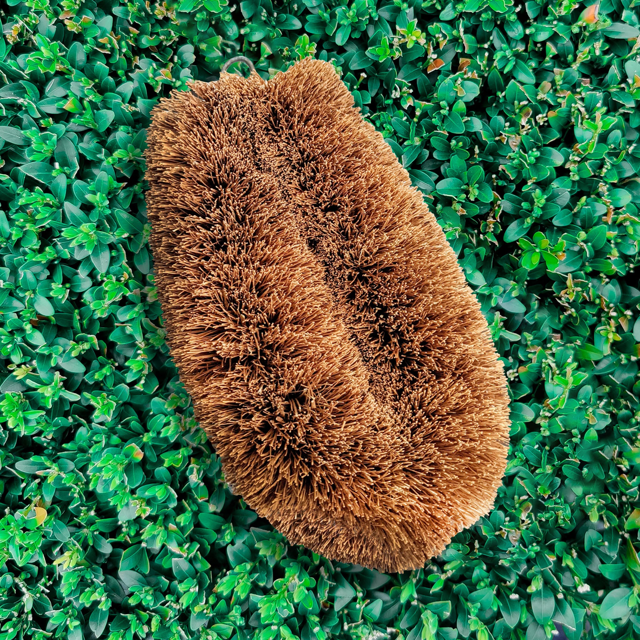Large coir LoofCo Scrubbing Brush on a green leafy background