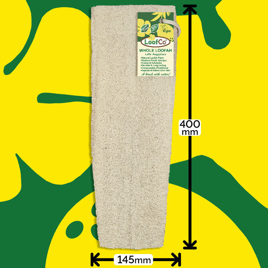 Loofah with dimensions on a yellow and green abstract background