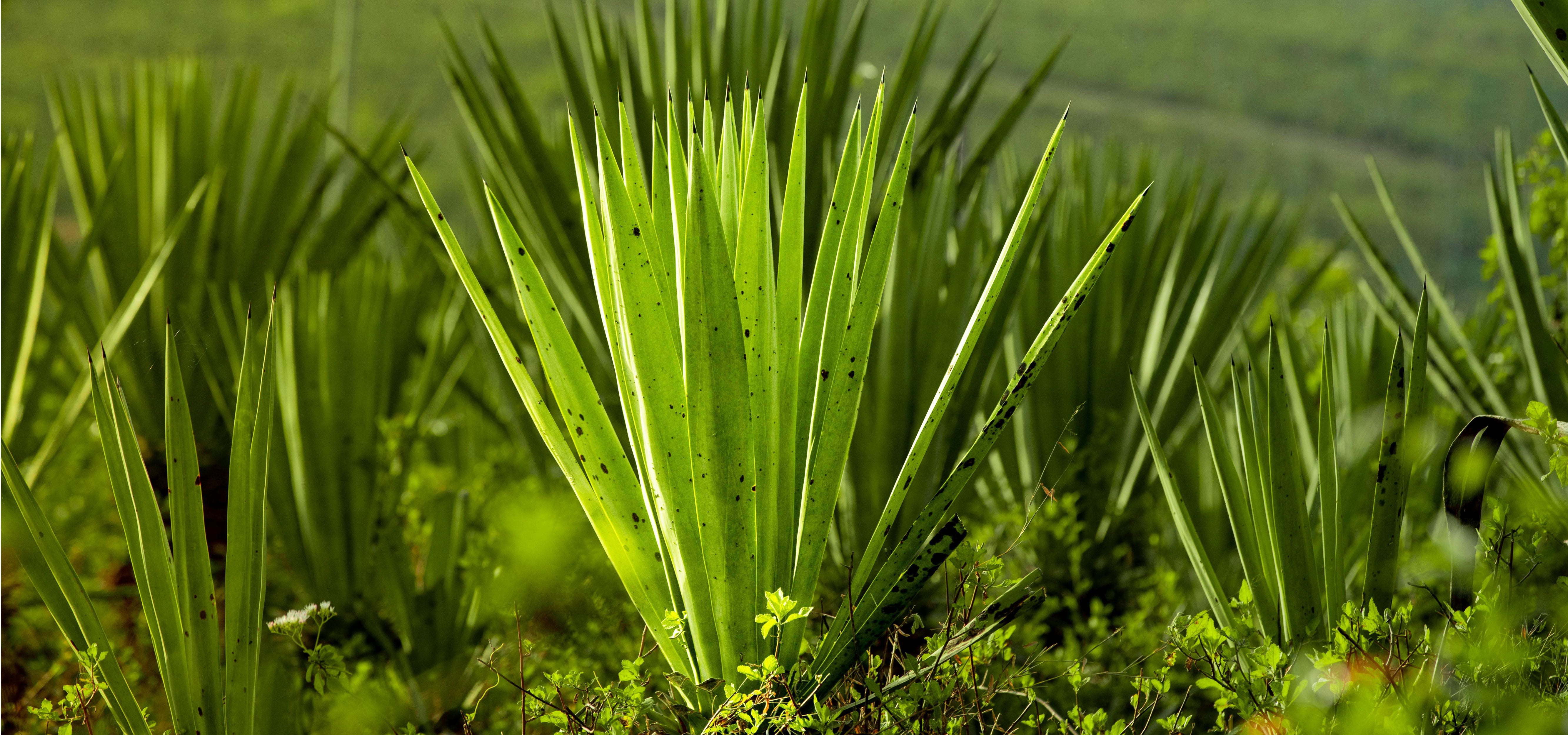 sisal plant image